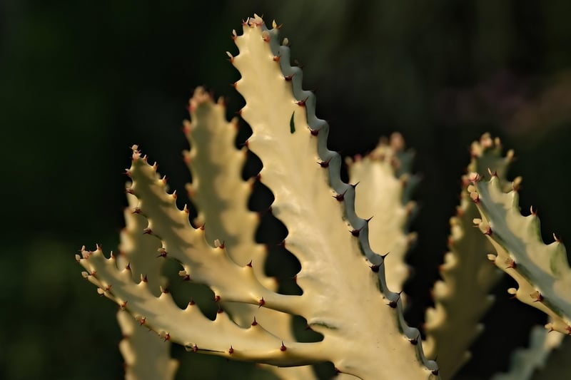 Succulent Planters from Tin Cans